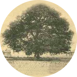 Historical photo of Emancipation Oak (circa 1907)