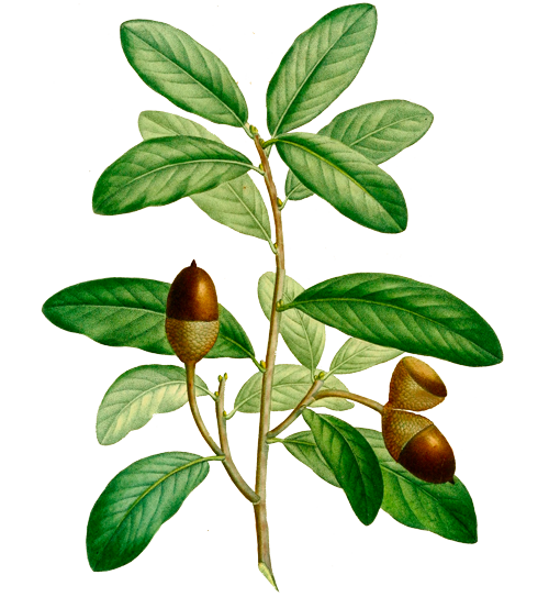 Illustration of leaves of the Southern Live Oak